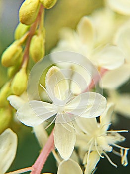 Bianco fiori fioritura sul vite 