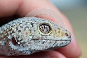 Macro of Leopard Gecko or Eublepharis head in hand. Reptile wallpaper
