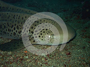 Macro Leopard shark