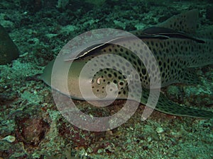 Macro Leopard shark