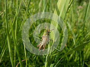 Macro of the lesser marsh grasshopper (Chorthippus albomarginatus) sitting on a grass blade in a meadow in summer