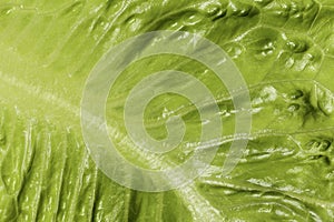 macro of lettuce leaf