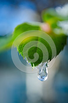 Macro lief with drop