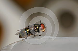 Macro life of fly on the plastic bag