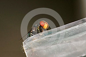 Macro life of fly on the plastic bag