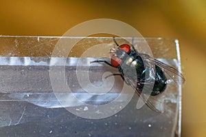 Macro life of fly on the plastic bag