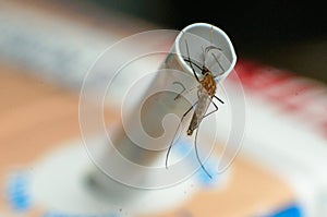 Macro life of mosquito on the milk straw