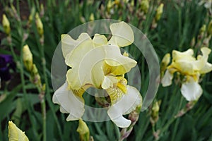 Macro of light yellow flower of Iris germanica