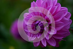 Macro lilac flower