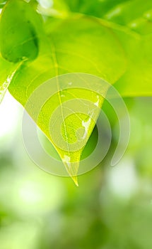 Macro of lilac leaf after the rain