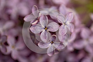Macro of lilacs photo