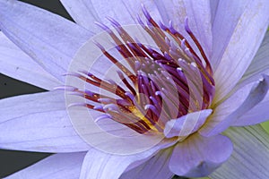 Macro Lily