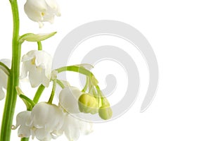 Macro lily of the walley flowres