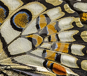 Wing patterns of Lime butterfly