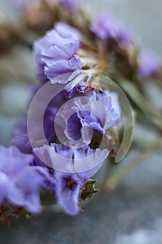 Limonium sinuatum, commonly known as wavyleaf sea lavender, statice, sea lavender, notch leaf marsh rosemary, sea pink