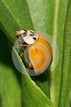 Macro of a little ladybird sitting on a green leaf