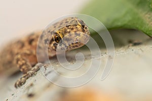 Macro of a lizard. Close up of a wall lizard.