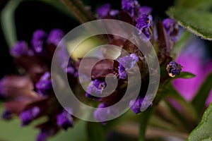 Macro lonely purple wildflower against a backdrop of green grass