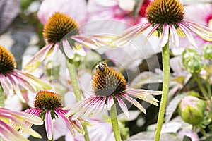 Macro of Long-horned Bee Melissodes on Double Decker Cone Flower