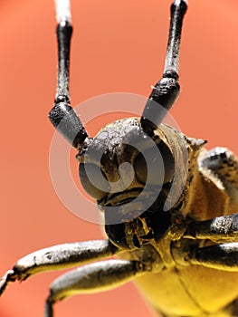 Macro long-horned beetle