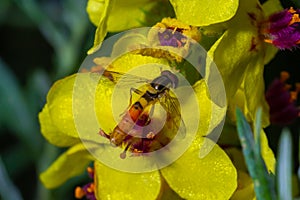 Macro of a long hoverfly Sphaerophoria scripta of the Syrphidae family on a yellow flower