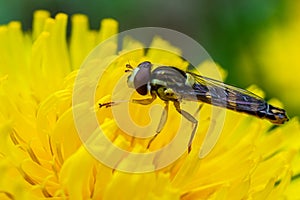 Macro of a long hoverfly Sphaerophoria scripta of the Syrphidae family on a yellow flower