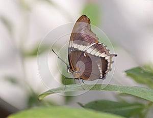 Macro Lorquin`s Admiral Butterfly