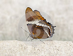 Macro Lorquin`s Admiral Butterfly