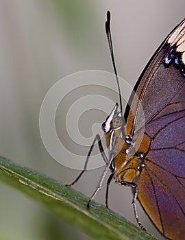 Macro Lorquin`s Admiral Butterfly