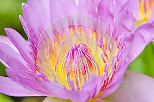 Macro Lotus flower pollens.