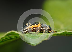 Ladybird larva