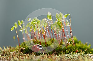 Ladybird rests under moss patch