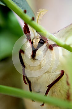 Macro of a Luna Moth