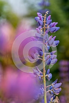 Macro Lupene Flower And Blurry Background. Bright Colors. Shallow DOF