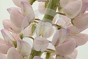 Macro of lupine with rose petals on white background