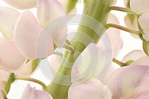 Macro of lupine with rose petals on white background