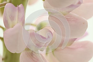 Macro of lupine with rose petals on white background