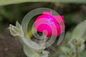 Macro Lychnis Coronaria (Rose Campion) plant photo