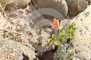 Macro of Lysimachia arvensis flower