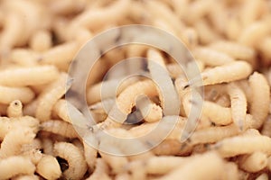 Macro maggots in a container