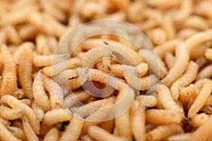 Macro maggots in a container