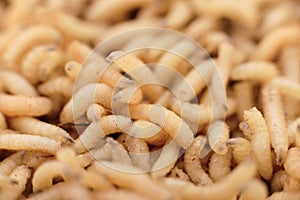 Macro maggots in a container.