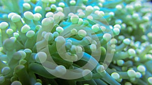 Macro of Magnificent anemone`s fluorescent yellow-tipped tentacles. Heteractis magnifica, underwater marine life. Closeup of sea