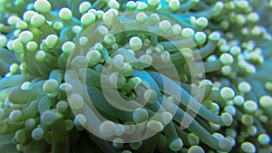Macro of Magnificent anemone`s fluorescent yellow-tipped tentacles. Heteractis magnifica, underwater marine life. Closeup of sea