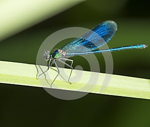 Macro of male Banded Demoiselle, Calopteryx splendens resting on a green leaf. Damselfly of family Calopterygidae. Selective focus