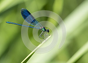 Macro of male Banded Demoiselle, Calopteryx splendens resting on a green leaf. Damselfly of family Calopterygidae. Selective focus