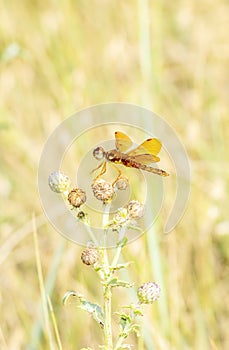 Macro of a Male Eastern Amberwing Dragonfly Perithemis tenera photo
