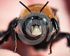 Macro of a male Eastern Carpenter Bee (Xylocopa virginica) resting on my hand
