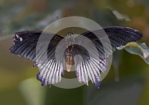 Macro male Great Mormon Butterfly