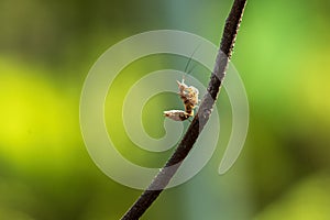 Macro Mantis Green on the Branch